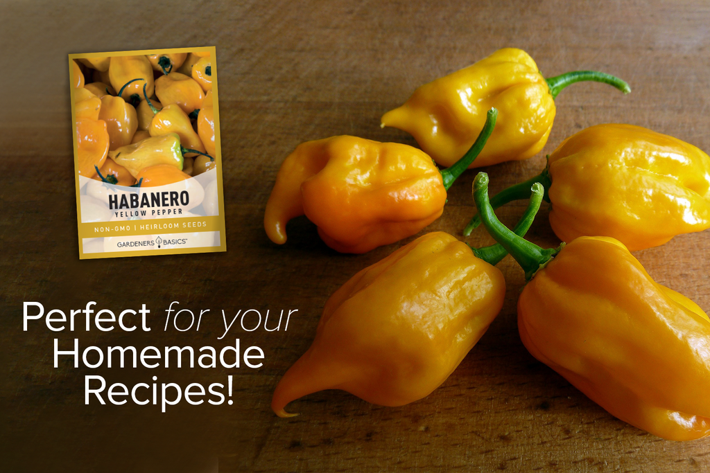 Yellow Habanero Pepper Seeds: Where to Buy and How to Plant