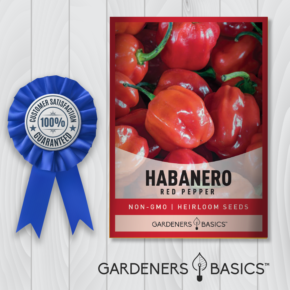 Planting Red Habanero Seeds: Tips, Tricks, and Techniques for Success