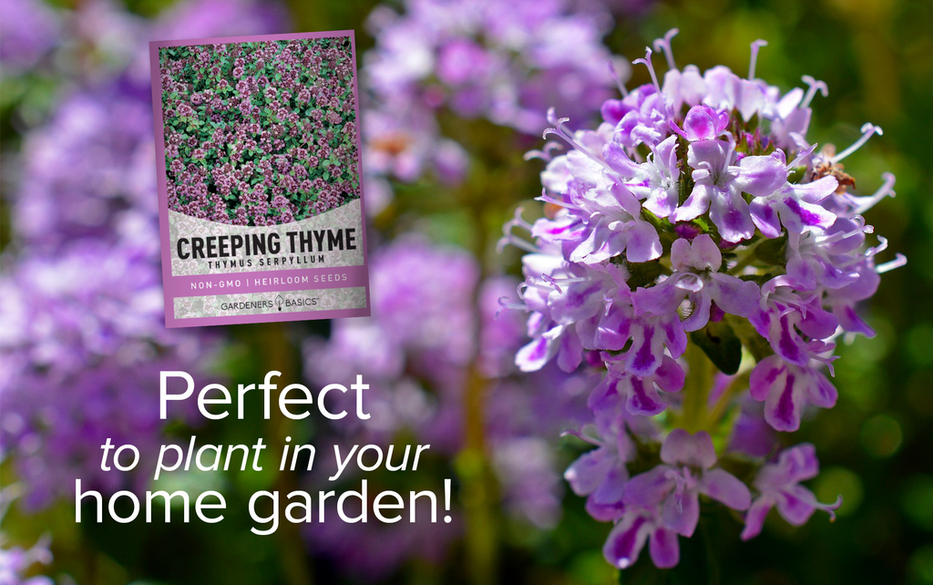 Buy Creeping Thyme Seeds: Drought-Tolerant, Fragrant Ground Cover