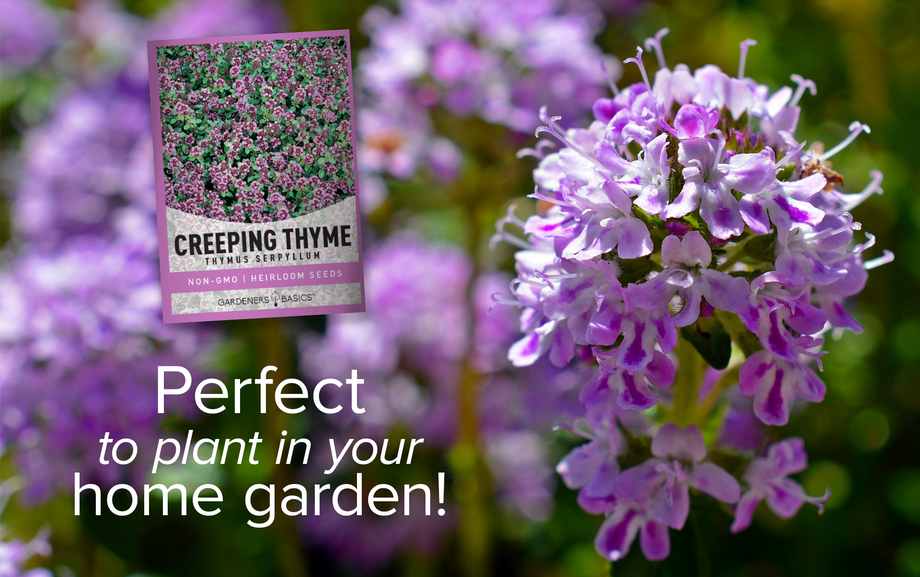 creeping thyme seeds or plants Creeping Thyme Seeds