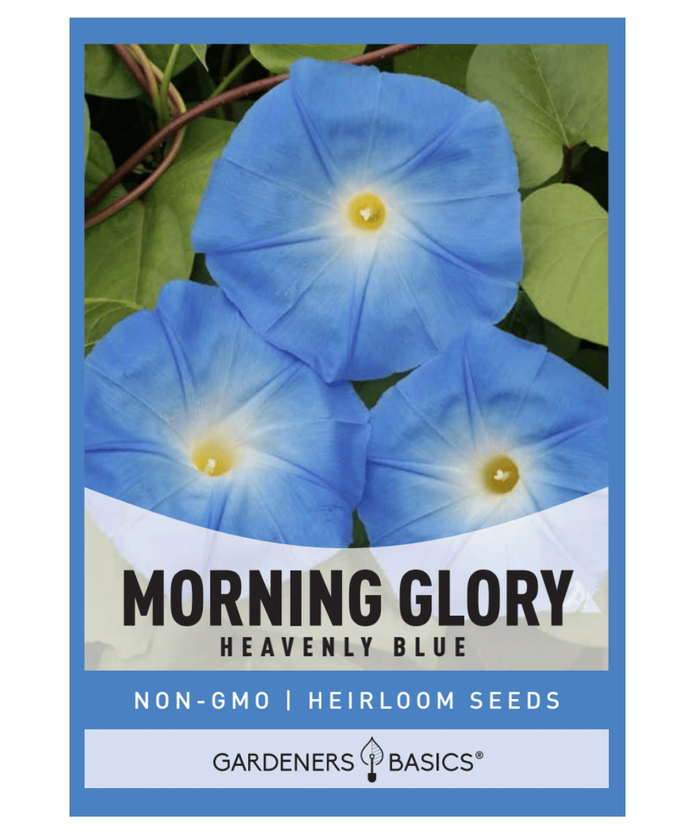 morning glory seeds heavenly blue Heavenly Blue Morning Glory Flower Seeds For Planting: Vibrant Blooms
