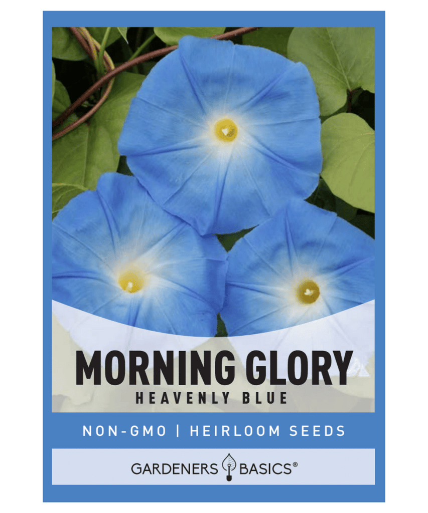 Heavenly Blue Morning Glory, Morning Glory Seeds, Flower Seeds, Ipomoea tricolor, Blue Flowers, Garden Vines, Annual Seeds, Full Sun Plants, Trellis Plants, Fall Blooming Flowers, Summer Blooming Flowers, Award-Winning Flowers, Pollinator Attracting Plants, Royal Horticultural Society
