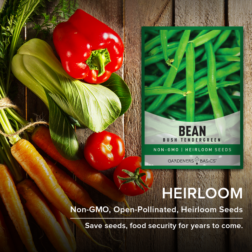 Bush Tendergreen Bean Seeds For Planting Non-GMO Seeds For Home Vegetable Garden Heirloom