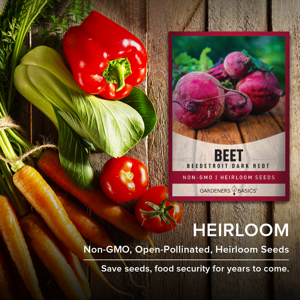 Detroit Dark Red Beet Seeds For Planting Non-GMO Seeds For Home Vegetable Garden Heirloom