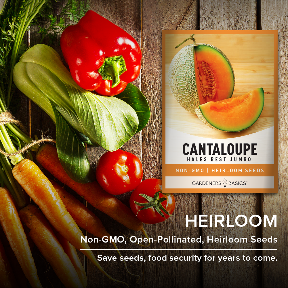 Hales Best Jumbo Cantaloupe Seeds For Planting Non-GMO Fruit Seeds For Home Fruit Garden Heirloom