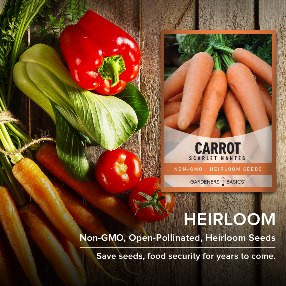 Scarlet Nantes Carrot Seeds For Planting Non-GMO Seeds For Home Vegetable Garden Heirloom