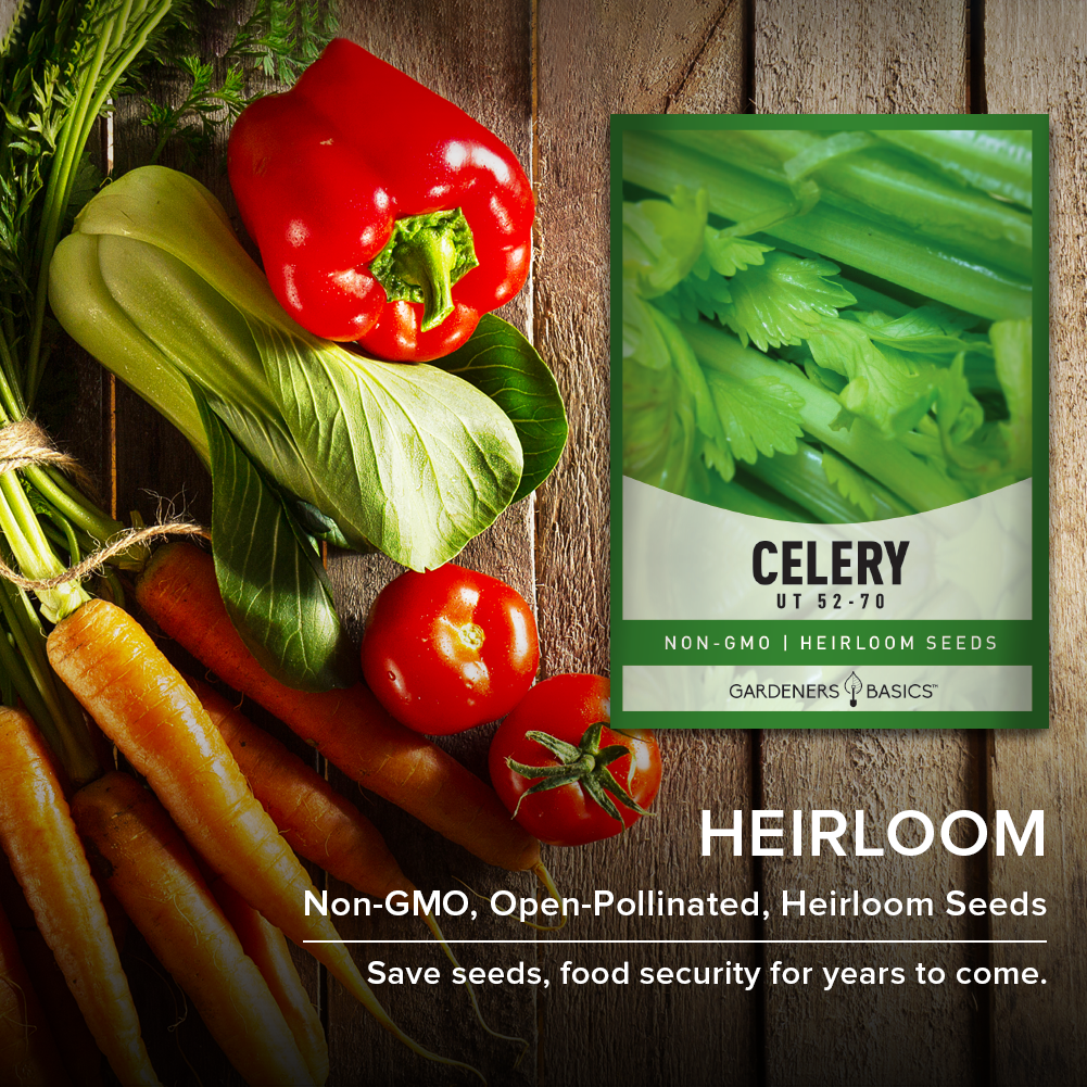UT 52-70 Celery Seeds For Planting Non-GMO Seeds For Home Vegetable Garden Heirloom