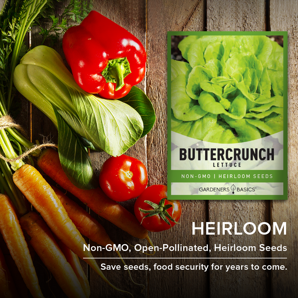 Buttercrunch Lettuce Seeds For Planting Non-GMO Seeds For Home Garden Vegetables Heirloom