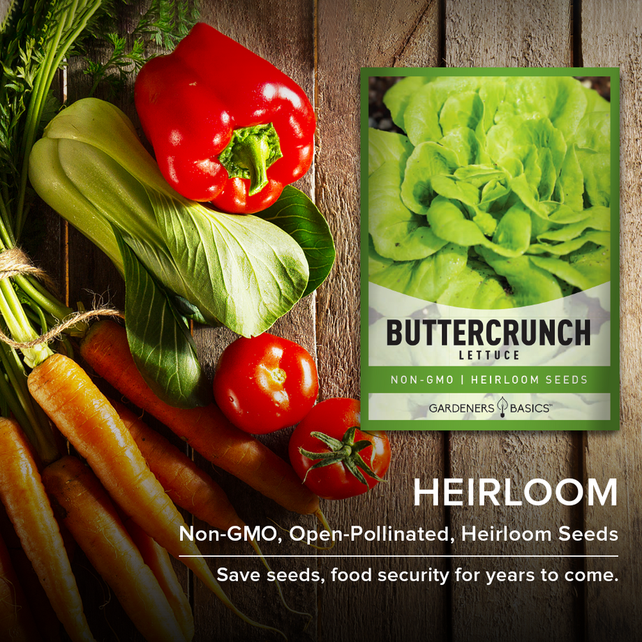 Lettuce Garden Seeds - Buttercrunch - 1 Lb - Non-GMO, Heirloom