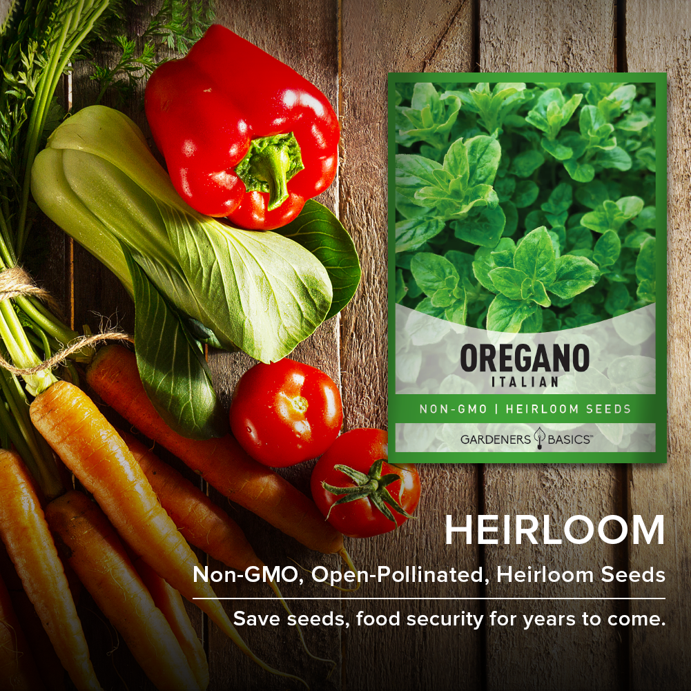 Italian Oregano Seeds For Planting Non-GMO Seeds For Home Herb Garden Heirloom
