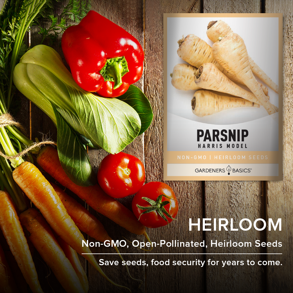 Harris Model Parsnip Seeds For Planting Non-GMO Seeds For Home Vegetable Garden Heirloom