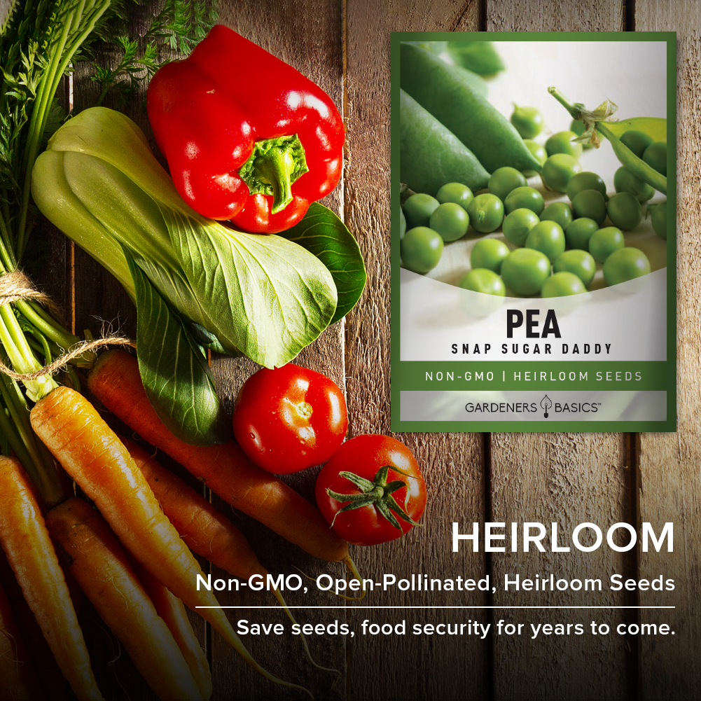 Snap Sugar Daddy Pea Seeds For Planting Non-GMO Seeds For Home Vegetable Garden Heirloom