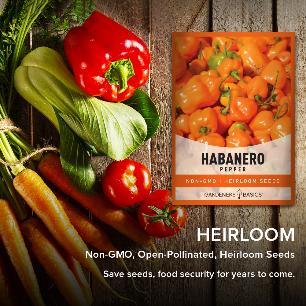 Orange Habanero Pepper Seeds For Planting Non-GMO Seeds For Home Vegetable Garden Heirloom