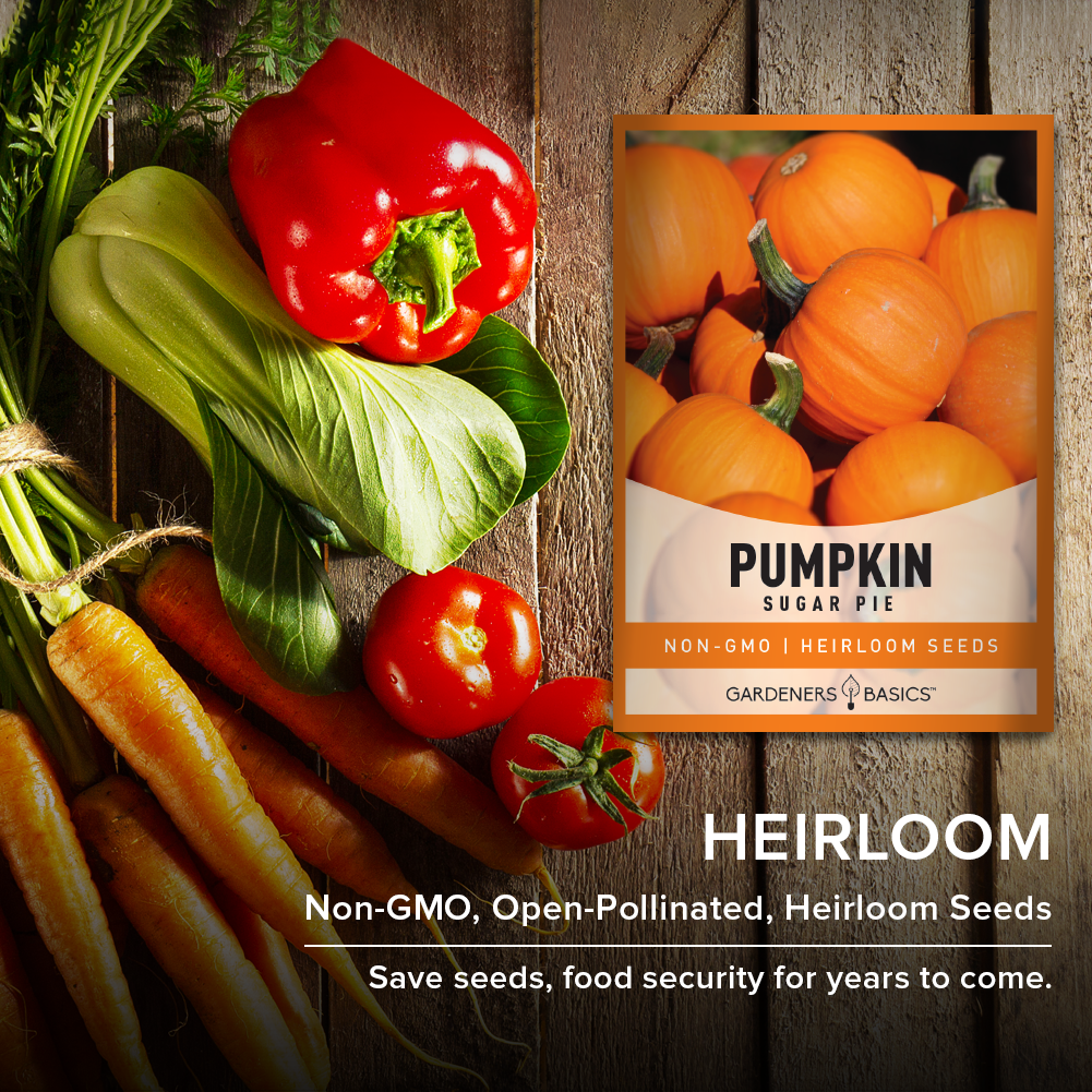 sugar pumpkin seeds for planting Sugar Pie Pumpkin Seeds