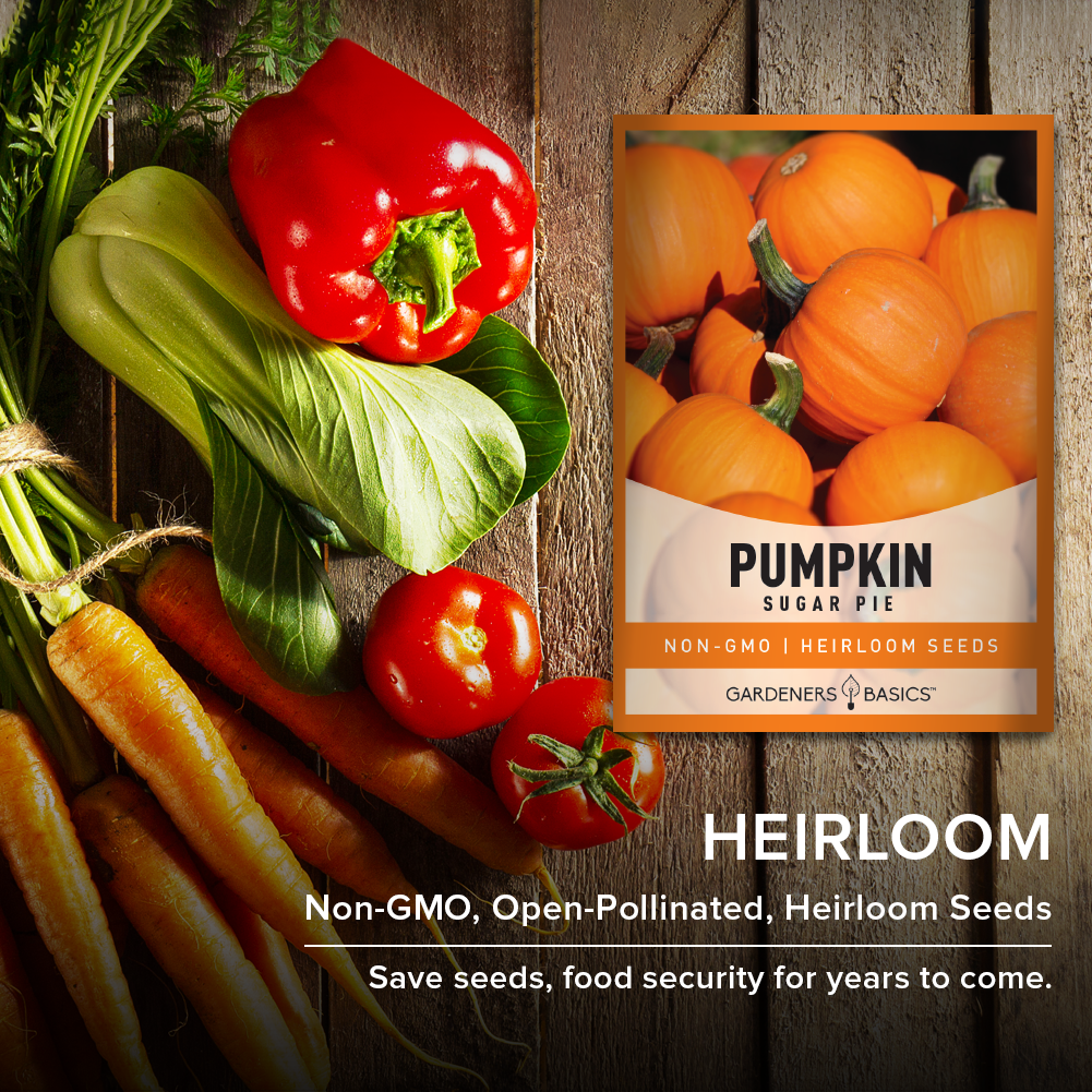 Sugar Pie Pumpkin Seeds For Planting Non-GMO Seeds For Home Vegetable Garden Heirloom