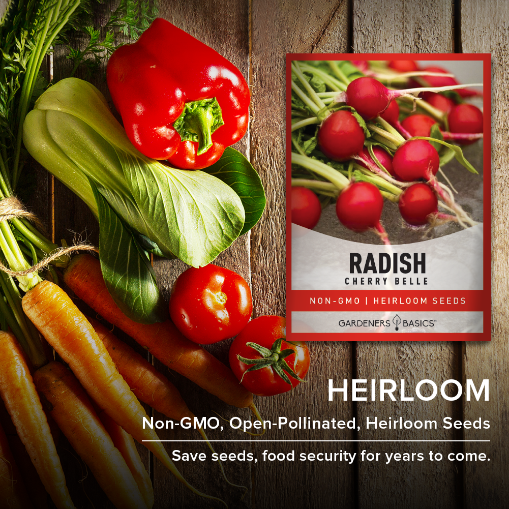Cherry Belle Radish Seeds For Planting Non-GMO Seeds For Home Vegetable Garden Heirloom