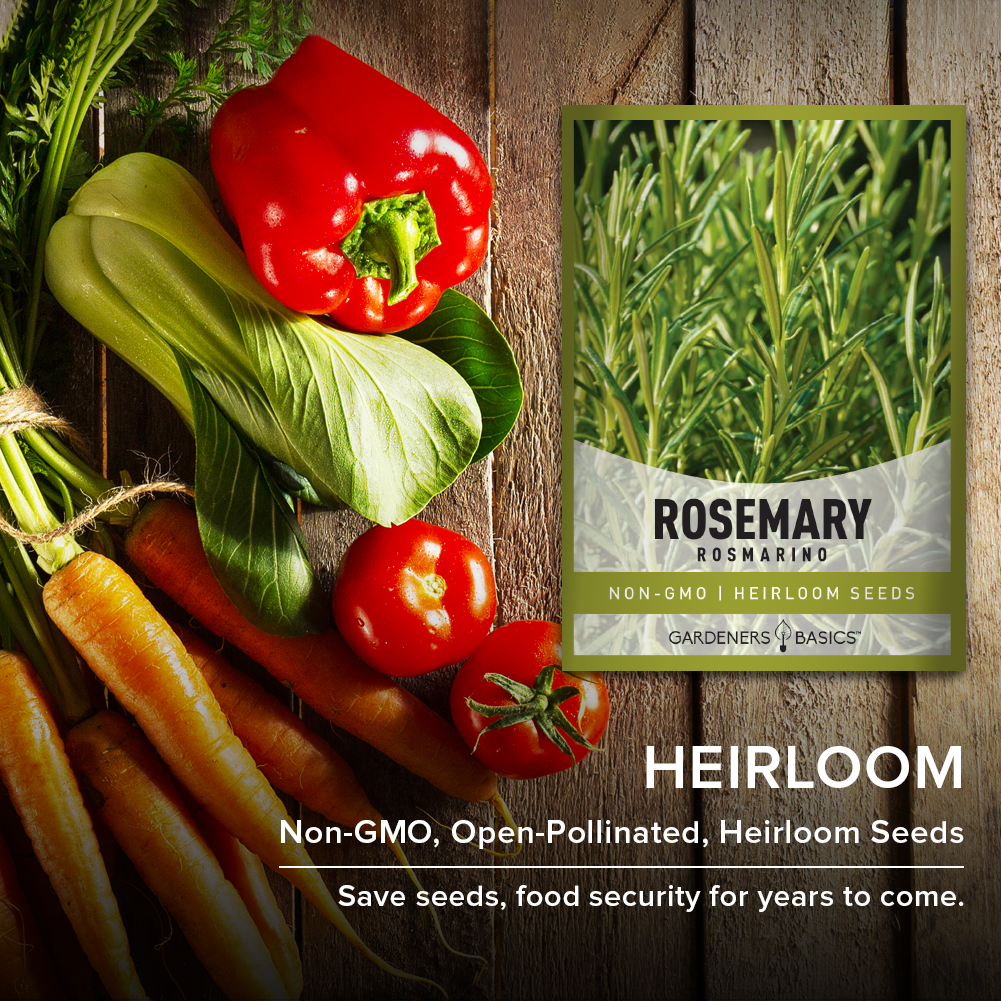 High-Quality Rosemary Plant Seeds: Aromatic, Easy-to-Grow Herbs for Every Gardener