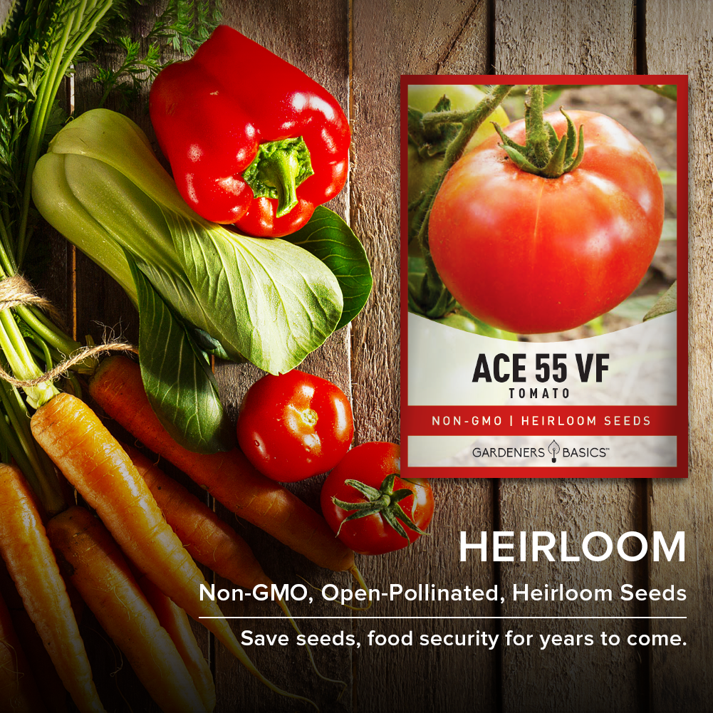 Ace 55 Heirloom Tomato Seeds - Non-GMO, Open-Pollinated & Easy to Grow