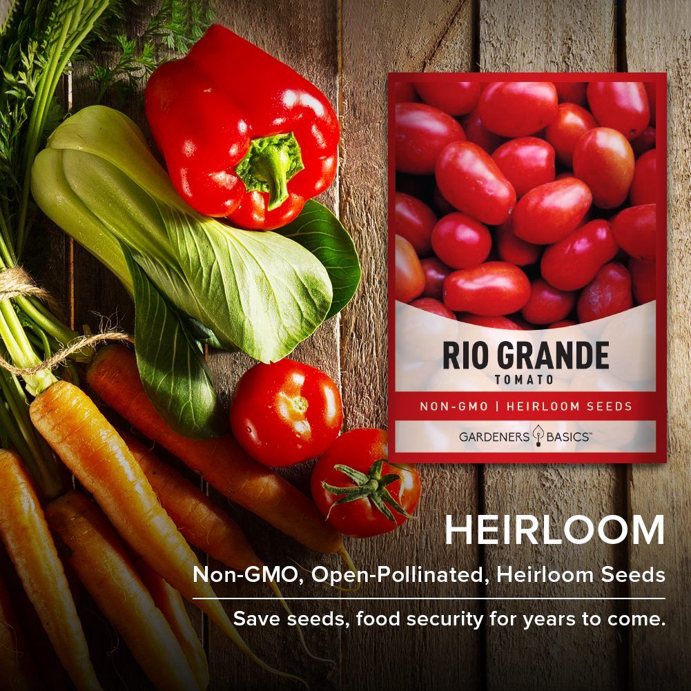 Rio Grande Tomato Seeds For Planting Heirloom Non-GMO Seed For Home Garden Vegetables