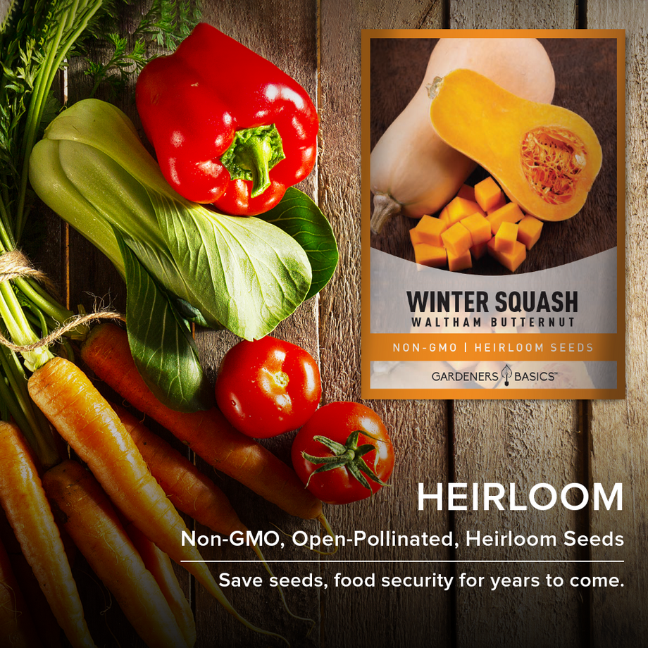 saving butternut squash seeds for planting Waltham Butternut Winter Squash Seeds Are a Must-Have for Your Garden –  Gardeners Basics