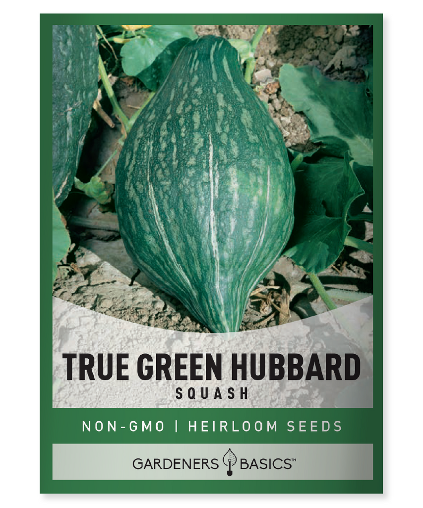 True Green Hubbard Squash Heirloom Squash Seeds Sustainable Gardening Nutrient-Rich Harvest Squash for Planting Versatile Garden Vegetable Non-GMO Squash Seeds Green Hubbard Squash Delicious Squash Variety Squash Growing Tips Squash Harvesting Squash Storage Garden Success Eco-Friendly Gardening Flavorful Squash Health Benefits Antioxidant Properties Easy-to-Grow Squash Winter Squash Long-Lasting Storage