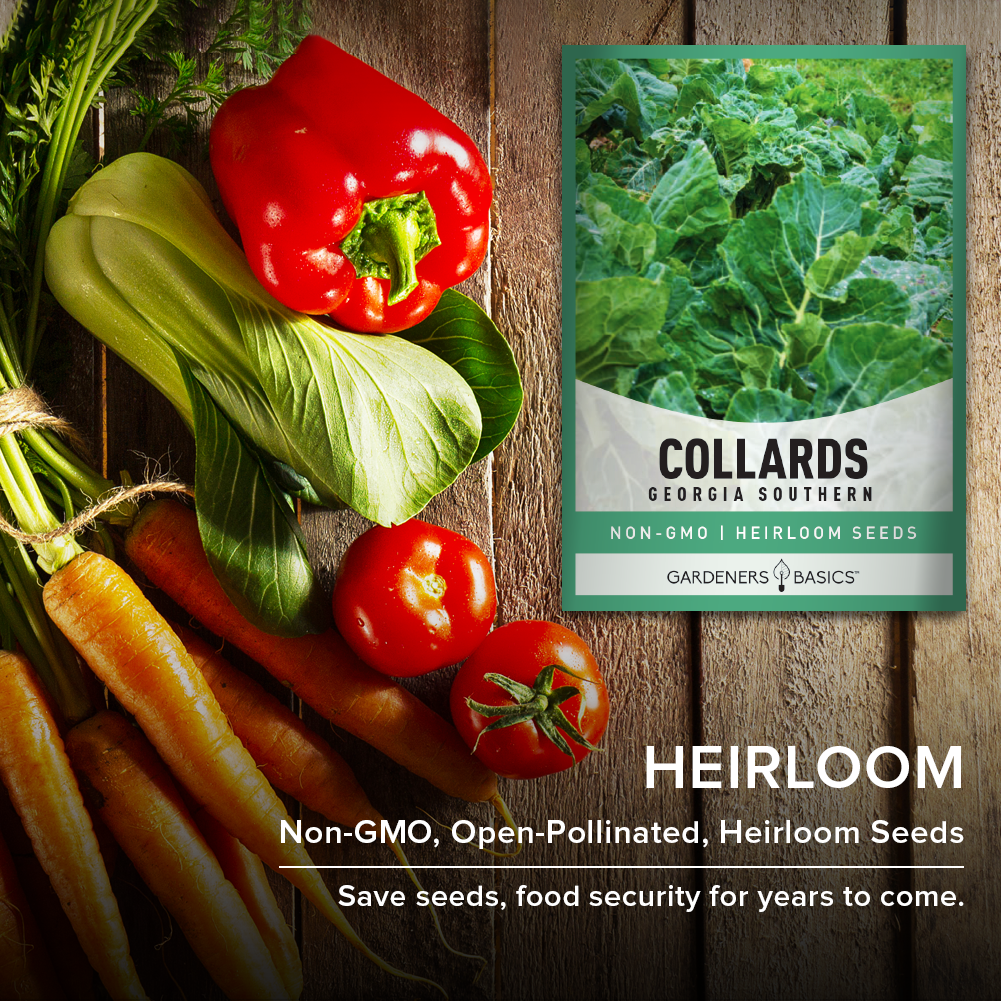 Grow a Southern Classic with Georgia Southern Collard Seeds