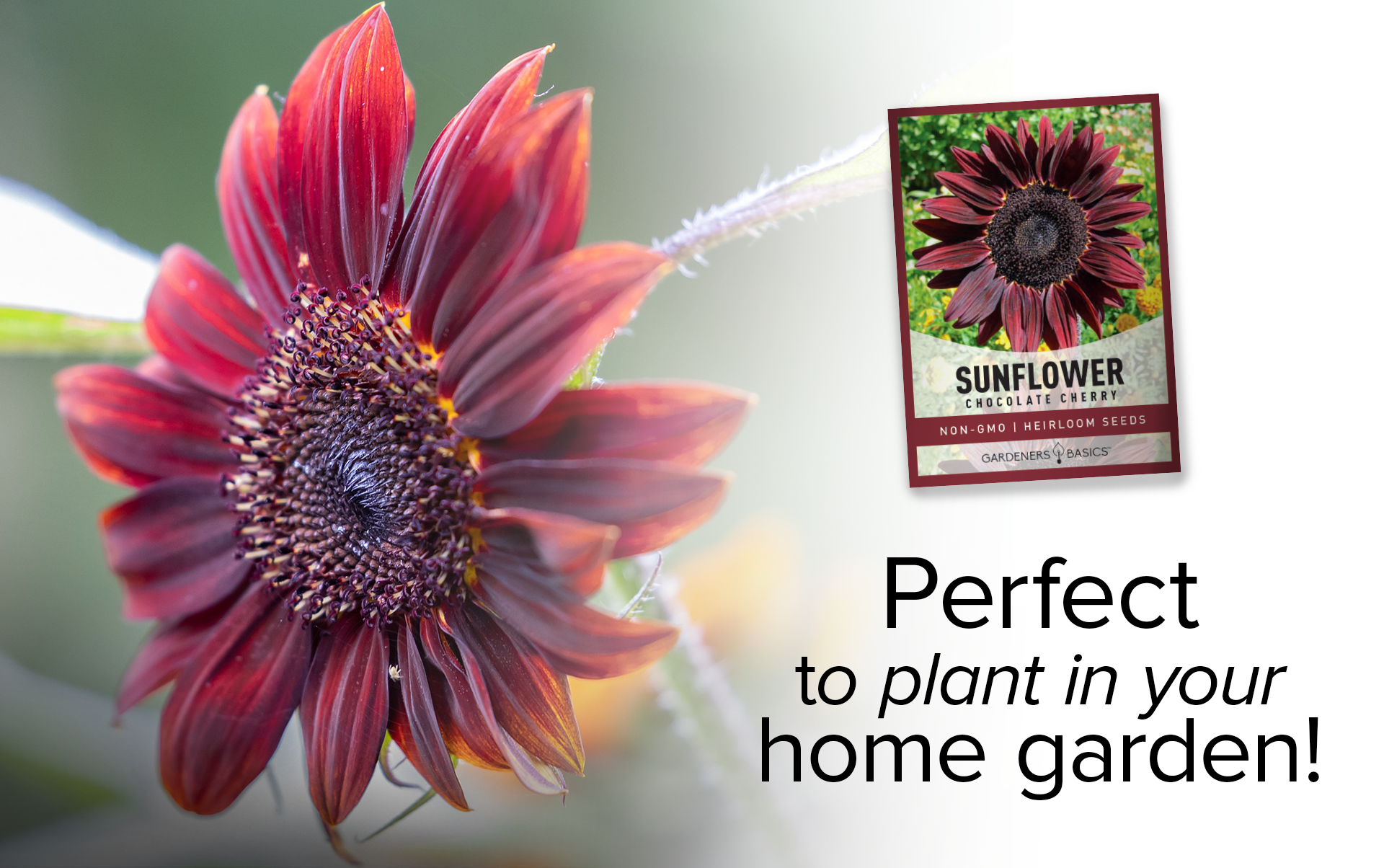 chocolate sunflower seeds to plant Chocolate Cherry Sunflower Seeds For Sale Add a Burgundy Hue To Garden – Gardeners Basics