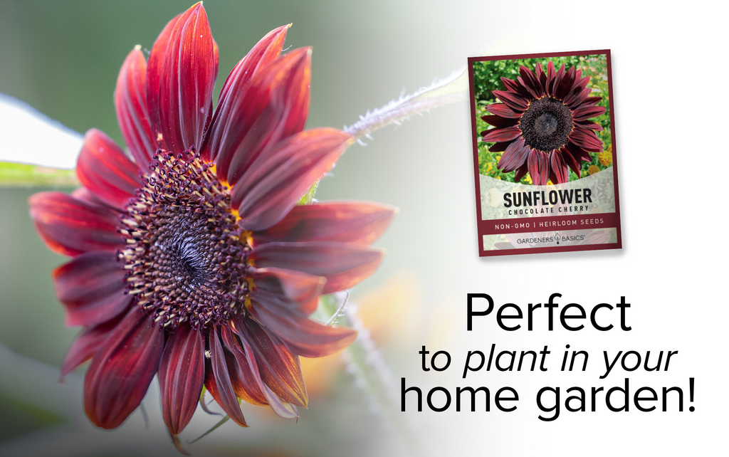 Chocolate Cherry Sunflower Seeds: Fall in Love with Burgundy Blooms