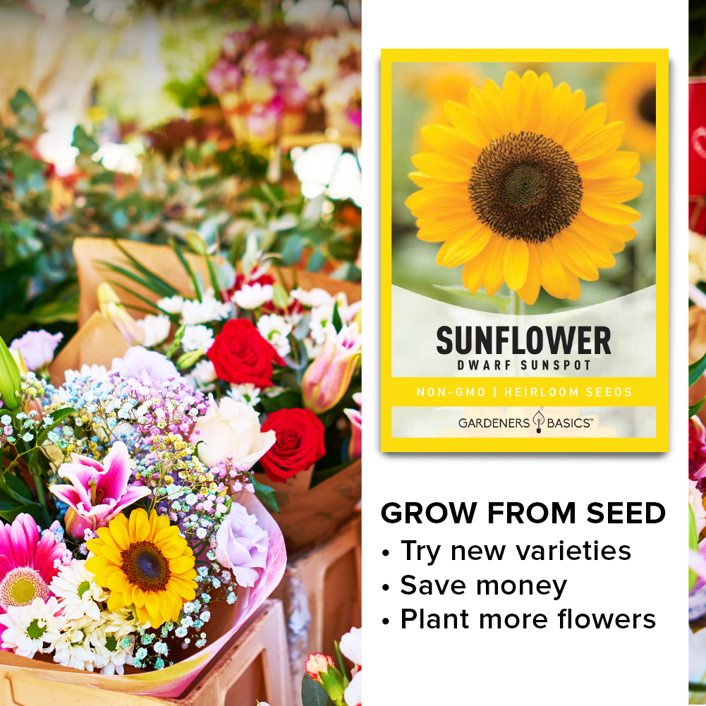 Plant Sunspot Sunflower Seeds for Beautiful Summer Blooms