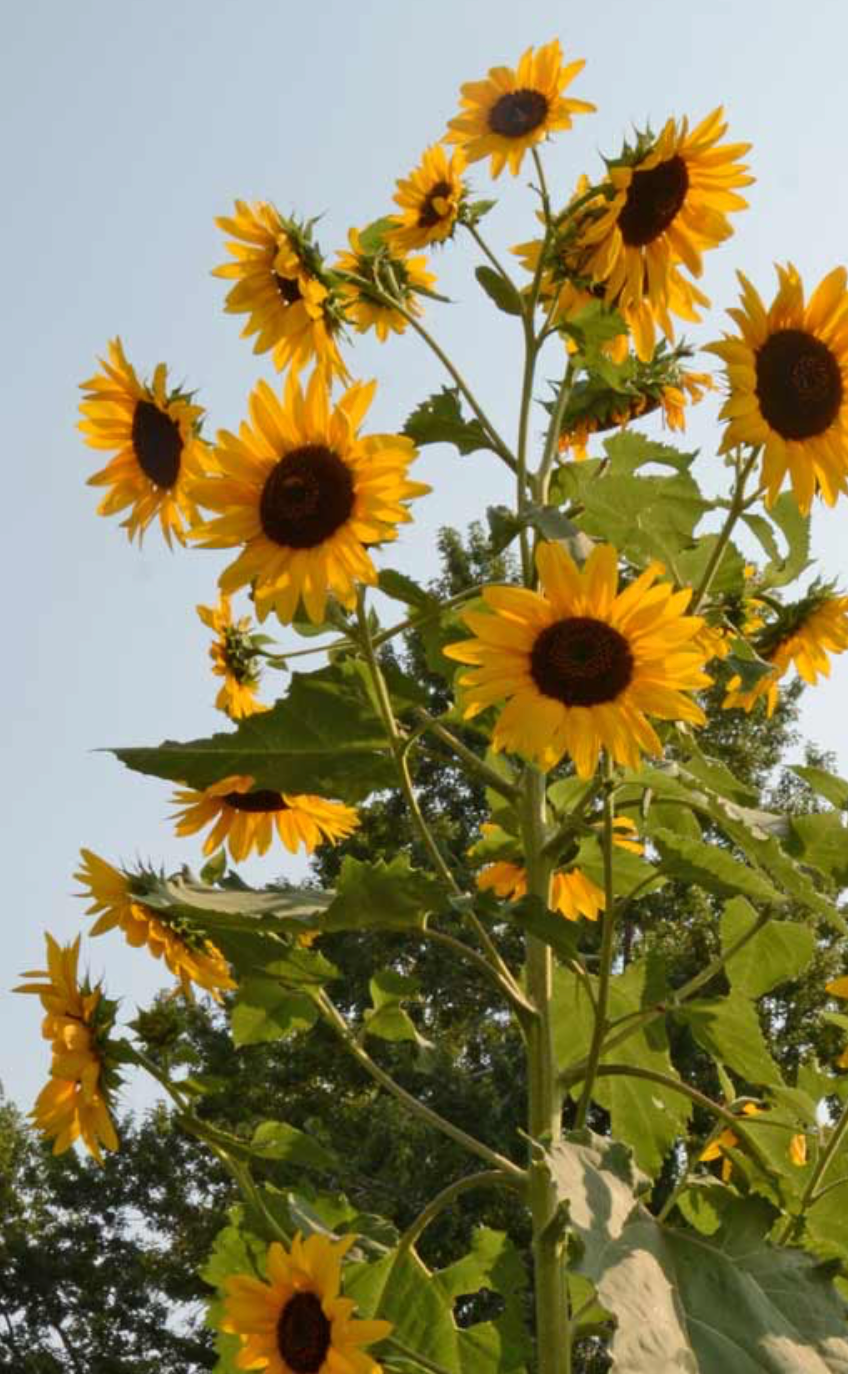 blue sunflower seeds for planting Henry Wilde Sunflower Seeds