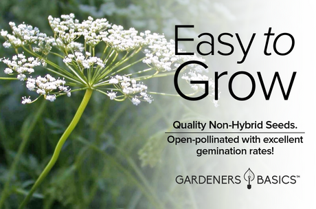 The Best Anise Seeds for Planting – Unleash Your Inner Gardener