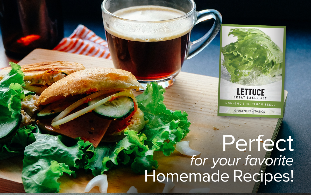 Grow Delicious, Nutrient-Dense Lettuce with Great Lakes 659 Seeds