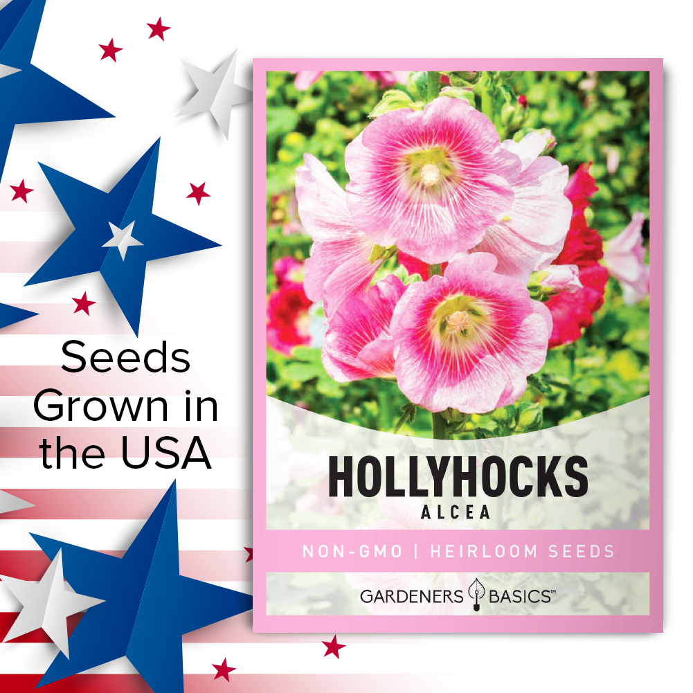 Grow Towering Alcea Hollyhocks Heirloom, Non-GMO