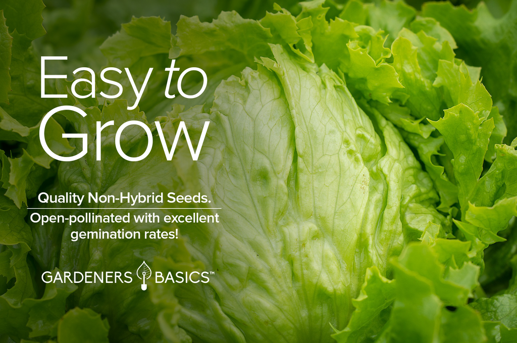 Fast-Growing Iceberg Lettuce Seeds for Bountiful Harvests