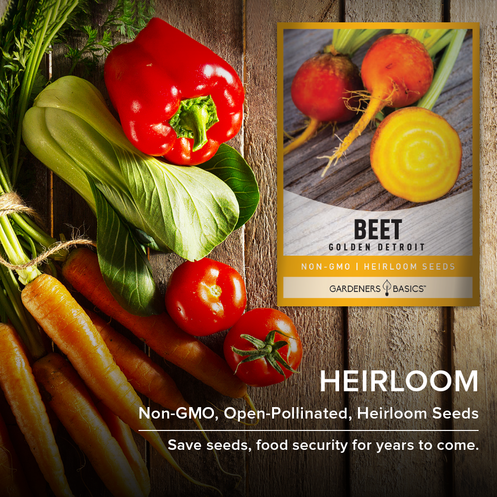 Your One-Stop Shop for Golden Detroit Beet Seeds