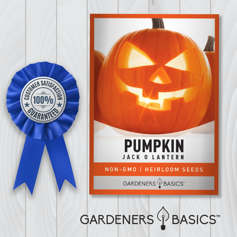 Non-GMO Jack O' Lantern Pumpkin Seeds - Perfect for Fall & Halloween