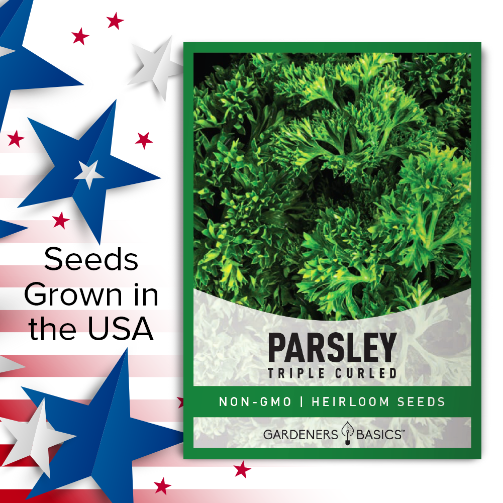 Non-GMO Triple Curled Parsley Seeds for a Healthier Lifestyle