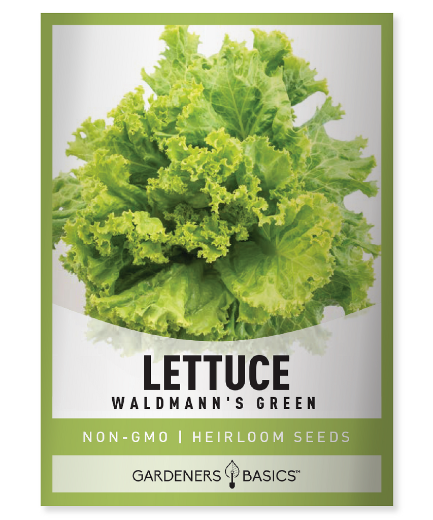 Waldmann's Green Leaf Lettuce Seeds lettuce seeds for planting green leaf lettuce homegrown greens non-GMO seeds salad greens easy-to-grow lettuce high-yield lettuce variety fresh garden lettuce nutritious lettuce organic gardening vegetable seeds healthy greens gardening supplies lettuce cultivation garden seeds grow your own lettuce premium lettuce seeds salad garden backyard gardening