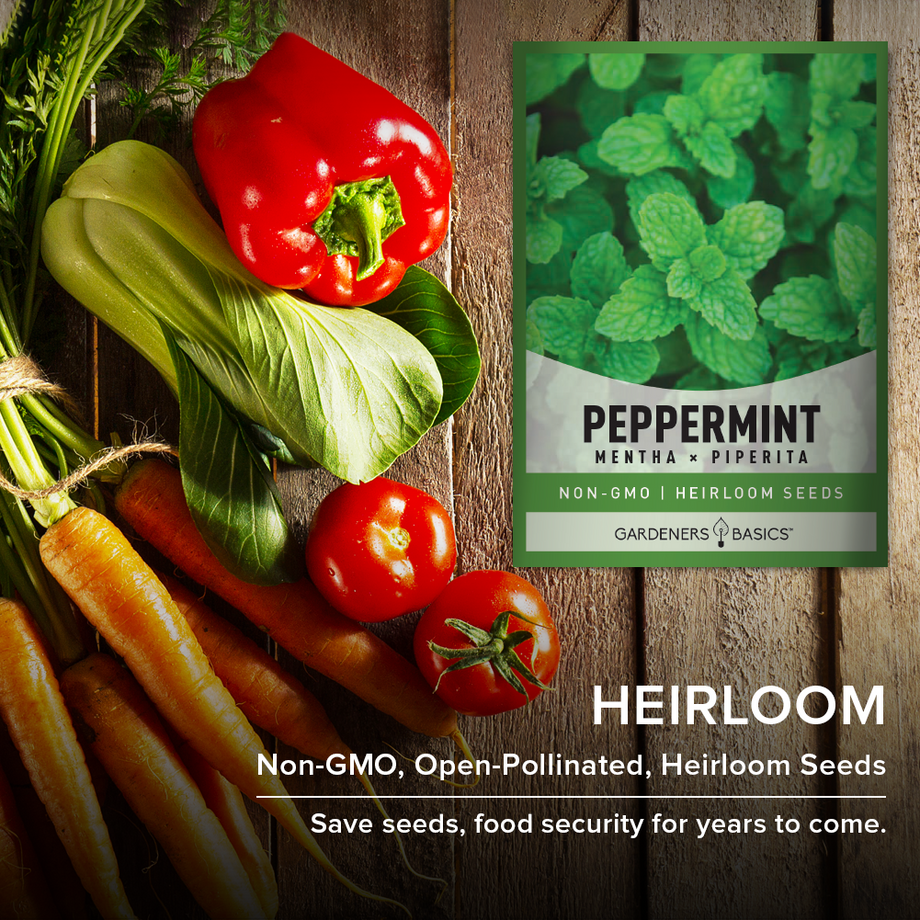 Gardeners Basics, Peppermint Seeds for Planting is A Heirloom, Open-Pollinated, Non-GMO Herb Variety- Great for Indoor and Outdoor Gardening and