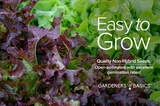 Red Oakleaf Lettuce Seeds – Cultivate Healthy, Flavorful Greens for Your Family
