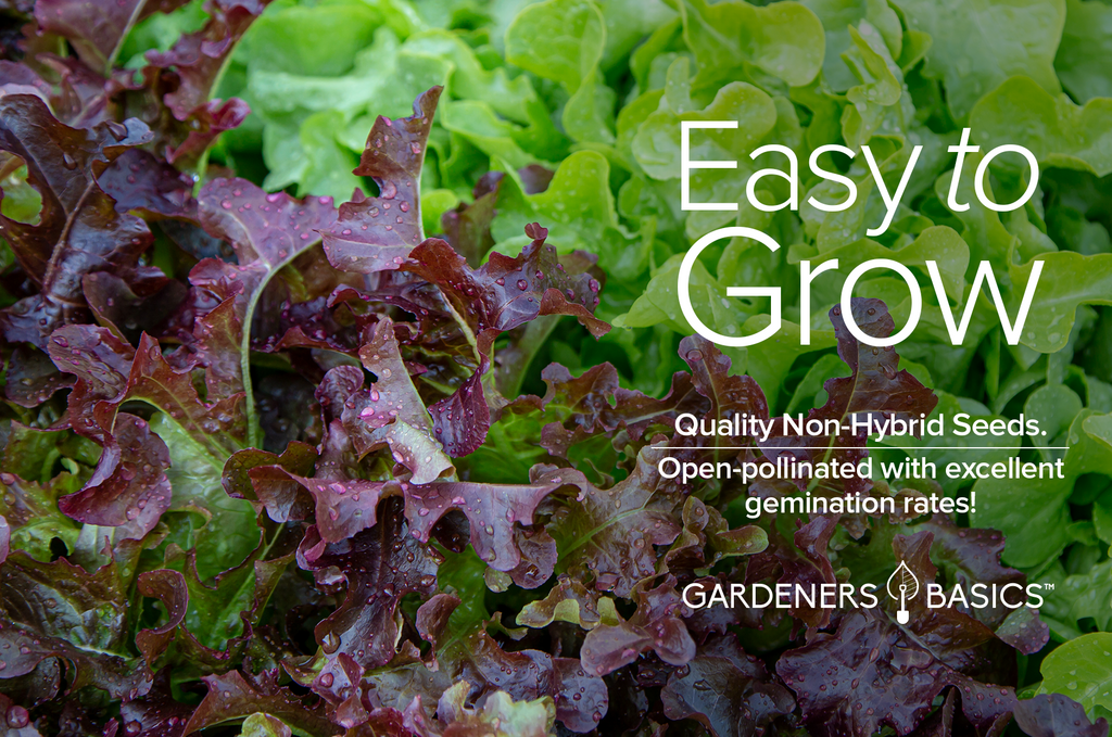 Red Oakleaf Lettuce Seeds – Cultivate Healthy, Flavorful Greens for Your Family