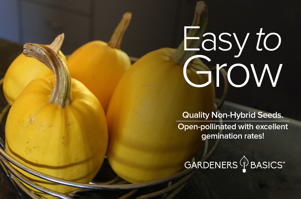 Easy-to-Grow Spaghetti Squash Seeds for the Perfect Home Garden