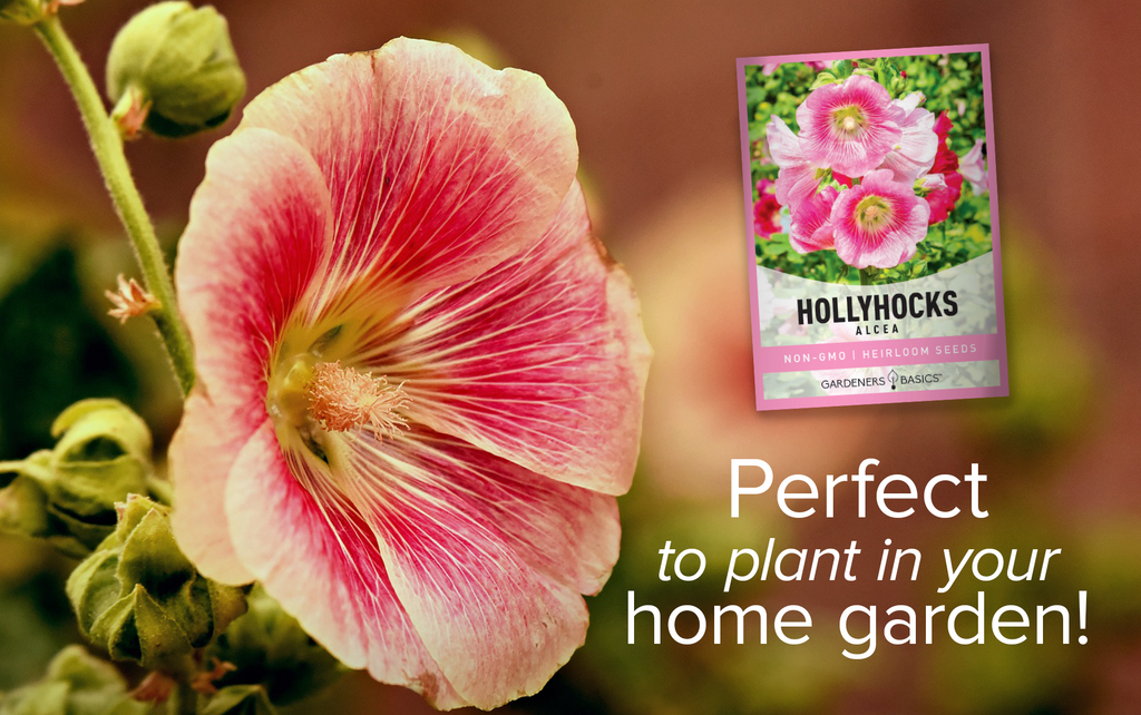 Alcea Hollyhocks Open-Pollinated, Non-Hybrid Seeds