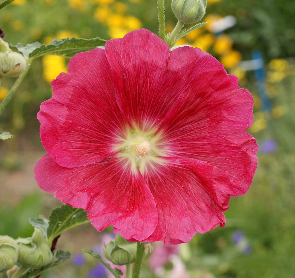 Single Mixed Hollyhocks: The Ultimate Flower Seeds for Nostalgic Gardens