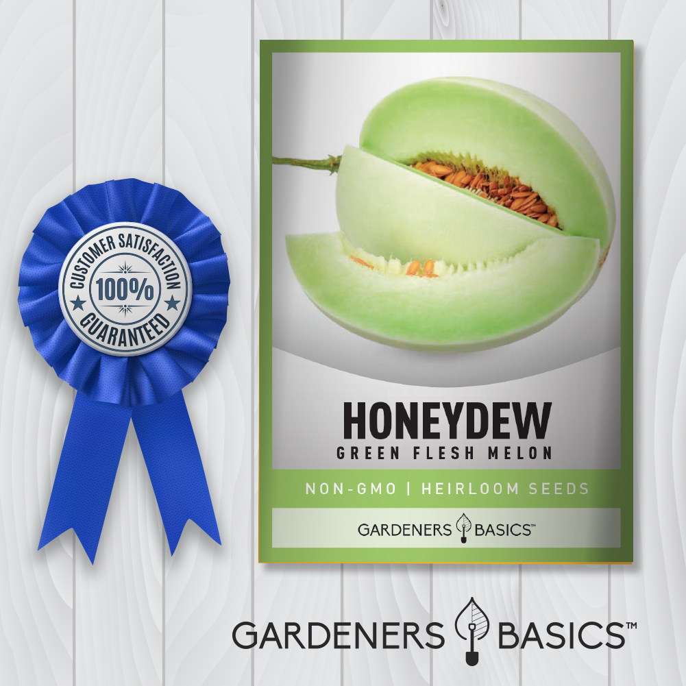 Grow Your Own Green Flesh Honeydew Melons - Perfect for Smoothies & Salads