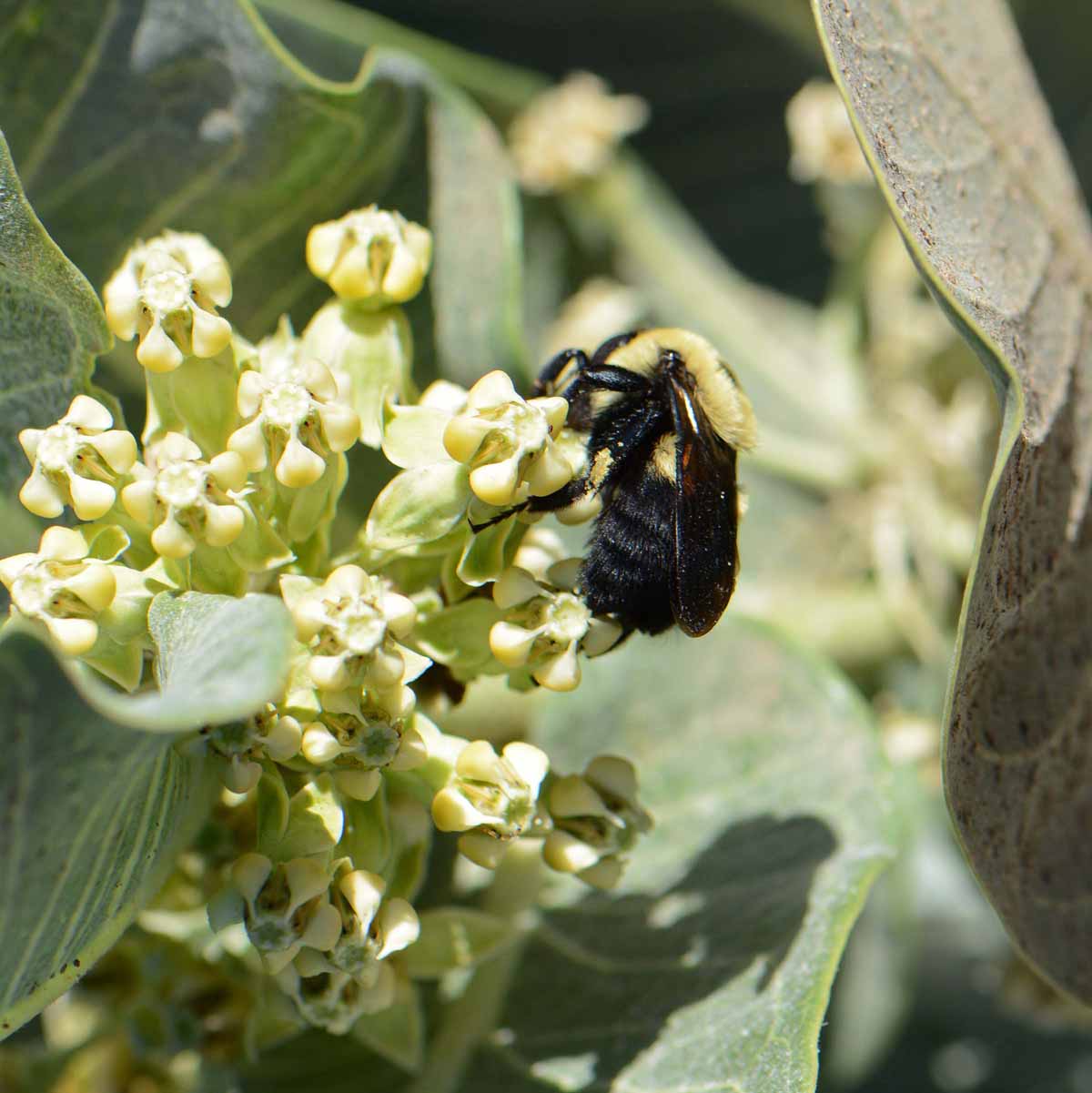 Creating a Haven for Monarchs: How Broadleaf Milkweed Can Help