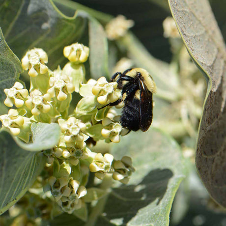 Creating a Haven for Monarchs: How Broadleaf Milkweed Can Help
