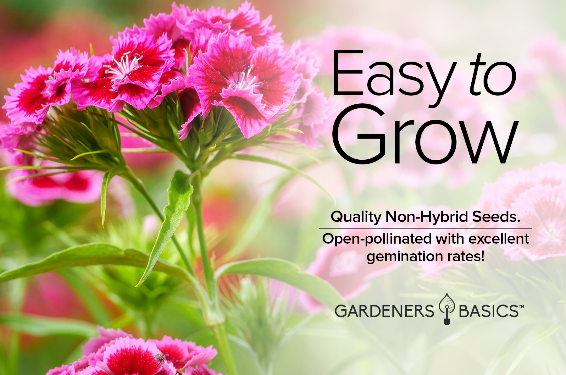 planting dianthus seeds Sweet William Pinks Dianthus Seeds For Planting: Color For Your Garden – Gardeners Basics