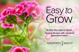 How to Grow and Maintain Sweet Williams Pinks in Full Sun