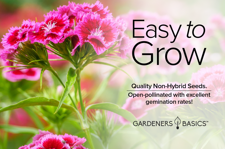 garden pinks seeds Sweet William Pinks Dianthus Seeds For Planting: Color For Your Garden –  Gardeners Basics